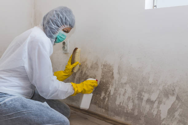 Ansonia, OH Mold Inspection, Removal & Remediation Company