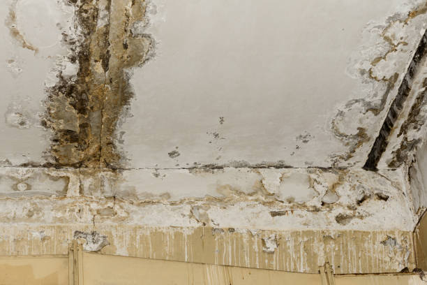 Best Water Damage & Mold Remediation  in Ansonia, OH