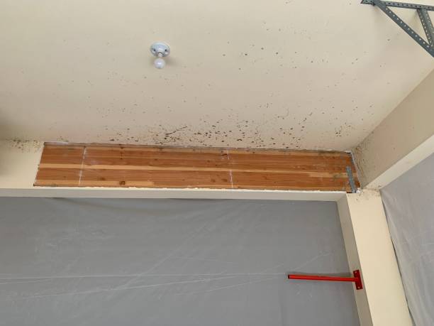 Best Mold Damage Restoration  in Ansonia, OH