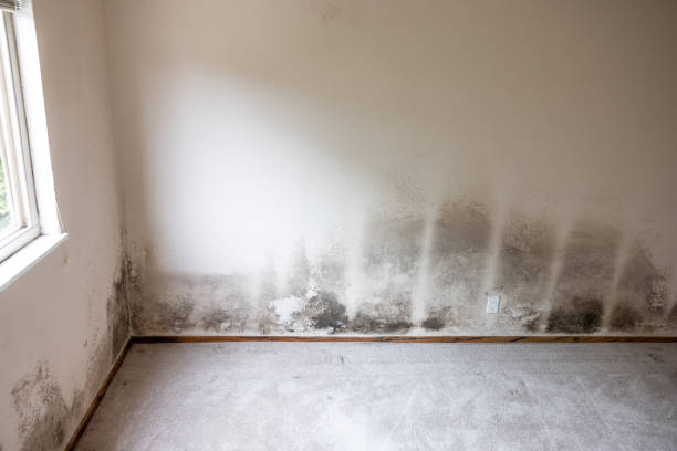 Best Residential Mold Inspection & Testing  in Ansonia, OH