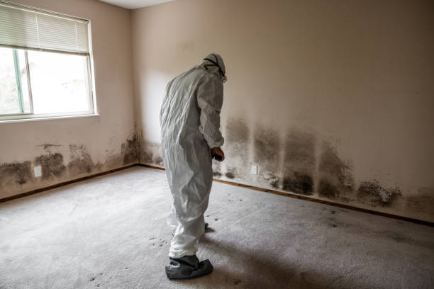 Asbestos and Lead Testing During Mold Inspection in Ansonia, OH