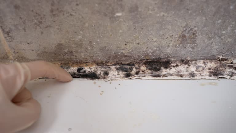  Ansonia, OH Mold Removal Pros